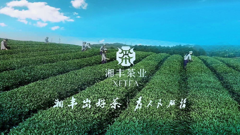 茶业产业化案例 | 湘丰茶业集团宣传片 国家级茶叶标准化示范企业